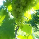 La Casa Vecchia 팜스테이 발도비아데네