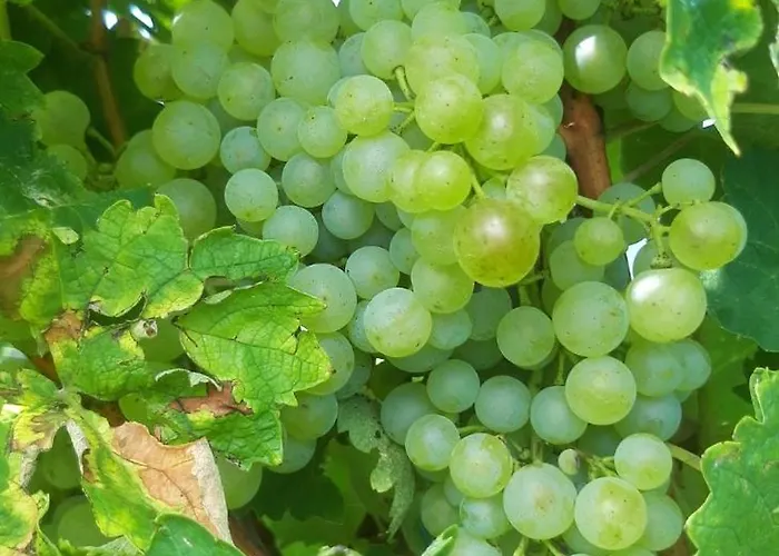 Alloggio per agriturismo La Casa Vecchia *